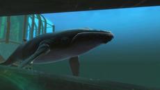 Guild Wars 2 Music Remix: Heart of the Machine ft. Whales' singing - Videoclip.bg