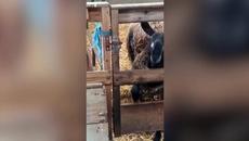 Hilarious video shows a cheeky sheep using its head to unlock a gate to let her pals roam free - Videoclip.bg