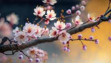 Цветы персика блестят в конце весны под мягкую музыку, чтобы начать новый день с радостью. - Videoclip.bg