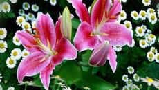 Честит Имен Ден ! - Videoclip.bg