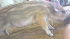 Piglet Affection - Videoclip.bg