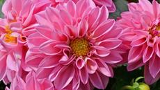 Очарование, нежность и красота. - Videoclip.bg