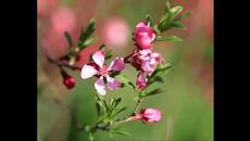 Шансон весны 2023 года - Videoclip.bg