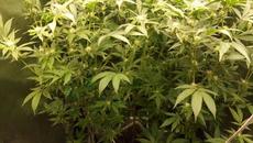 Full garden tour for Friday May 5, 2023 - Videoclip.bg