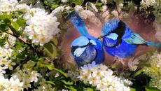 Нежная душевная песня! Белая черёмуха над водой качается... - Videoclip.bg