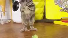 Смешни и забавни животинки - Videoclip.bg