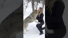 Момиче вика вълци от гората с вой - GIRL HOWLS WITH GIANT WOLVES - Videoclip.bg