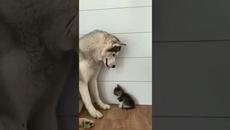 Хъски и малко котенце - The gentle husky - Videoclip.bg