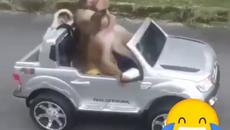 Котенца се возят в количка ! - Videoclip.bg