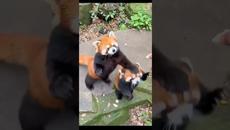 Забавно видео с червени панди - A Selfish Red Panda #cute #redpanda - Videoclip.bg