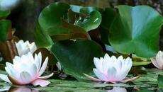 Александр Айвазов   -   Три белых лилии  ... - Videoclip.bg