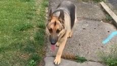 Person Gets Attacked By Dog They Thought Was Friendly - Videoclip.bg