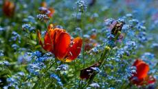 Честит рожден ден Richard ~ - Videoclip.bg