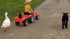 Малко момченце вози кокошка на трактора си ! - Videoclip.bg