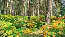 Приказна гора - анимация - Videoclip.bg