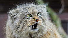 В Интернет с обяви продават диви котки, забранени за отглеждане от частни лица в България - Videoclip.bg