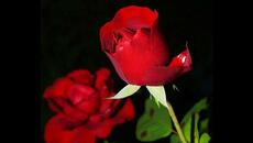 ЖЕНАТА-РОЗА - Videoclip.bg