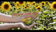 СЛЪНЧОГЛЕД - Videoclip.bg