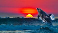 "ДОРОГА В НЕБЕСА" Три месяца я слушала только эту музыку... Самая красивая музыка на свете - Videoclip.bg