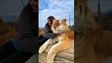 Момиче прегръща тигър - забавно видео - Videoclip.bg