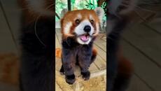 Човек храни малка червена панда - забавно видео - Videoclip.bg