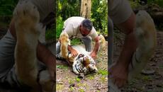 Мъж прегръща и целува тигър - забавно видео - Videoclip.bg
