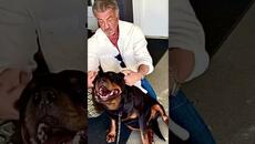 Силвестър Сталоун е щастлив с новия си приятел - кучето Дуайт - Videoclip.bg