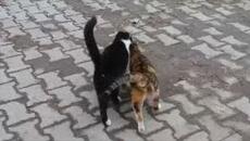 Две мъжки котки отхвърлят една и съща женска котка (противоположния свят) - Videoclip.bg
