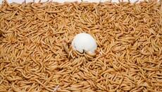 50 000 Mealworms VS Egg (8K) - Videoclip.bg