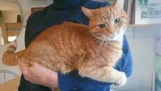 How to pick up a cat  the right way - Videoclip.bg