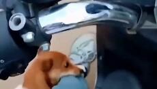 Animals That Will Instantly Cheer You Up 12 - Videoclip.bg