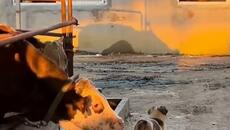 funny dog#dog #funnyvideo #fail #funnyanimals - Videoclip.bg