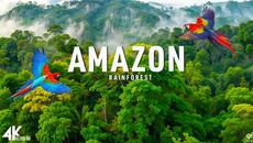 Amazon 4K - The World’s Largest Tropical Rainforest | Relaxation Film with Calming Music - Videoclip.bg