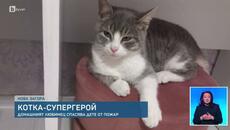 Домашна котка спаси дете от пожар в Нова Загора - Videoclip.bg