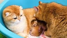 Pregnant cat wants to steal a premature kitten. Subtitles! - Videoclip.bg