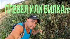 ПЛЕВЕЛ ИЛИ БИЛКА? ЩИР АМАРАНТ AMARANTHE WEED OR HERB #nature #herbs #forageharvest #билки - Videoclip.bg