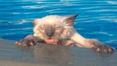 Cats Who HATE Water! (A Compilation!) - Videoclip.bg