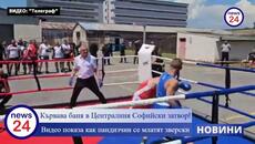 Кървава баня в Централния Софийски затвор! Видео показа как пандизчии се млатят зверски - Videoclip.bg