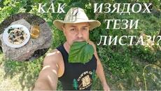 КАК ИЗЯДОХ ТЕЗИ ЛИСТА? HOW I EAT THESE LEAVES? #garden #foraging #plants #nature #herbs #cooking - Videoclip.bg