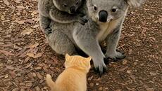 Kitten Lost in the Forest… But a Koala Gave the Warmest Hug - Videoclip.bg