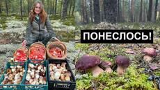 ВОШЛИ В ЛЕС и БЫЛИ В ШОКЕ от УВИДЕННОГО! ПОЛЕЗЛИ БЕЛЫЕ ГРИБЫ из ВСЕХ ЩЕЛЕЙ! СКАЖУ ГДЕ ЭТО! - Videoclip.bg