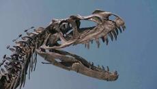Carnivorous 'Jurassic Park' Dinosaur Could Be Yours! - Videoclip.bg