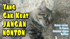 Detik-detik Kucing Sekarat Kena Racun | Yang Gak Kuat Jangan Nonton - Videoclip.bg