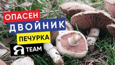 Полски #печурки и техните опасни #двойници - Videoclip.bg