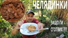 ЧЕЛЯДИНКИ - ЗАЩО ГИ СГОТВИХ? Fairy ring mushrooms: Why I coocked them? Marasimus oreades #гъби - Videoclip.bg