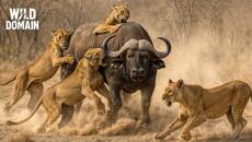 АФРИКАНСКИ БИВОЛ | Най-Страховитият Рогат Воин На Саваната – Документален Филм За Диви Животни - Videoclip.bg