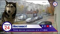 Д-р Ненад Цоневски от ВМА уби жестоко животно прегазено с колата му в ж.к. „Разсадника“ в София - Videoclip.bg