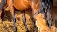 Порция къчове и за десерт , изненада.... - Videoclip.bg