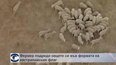 Фермерка подреди овцете си във формата на австралийския флаг - Videoclip.bg