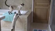 Сиамски котки не оставят стопанката си спокойно да се изкъпе в банята - Videoclip.bg